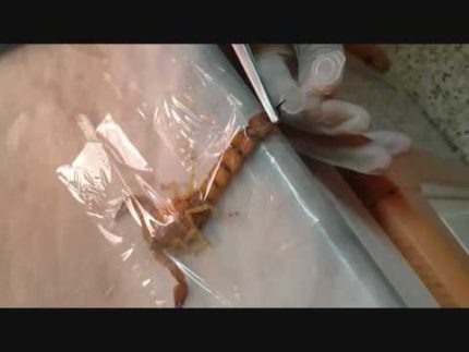 ANDROCTONUS AMOREUXI SCORPION VENOM