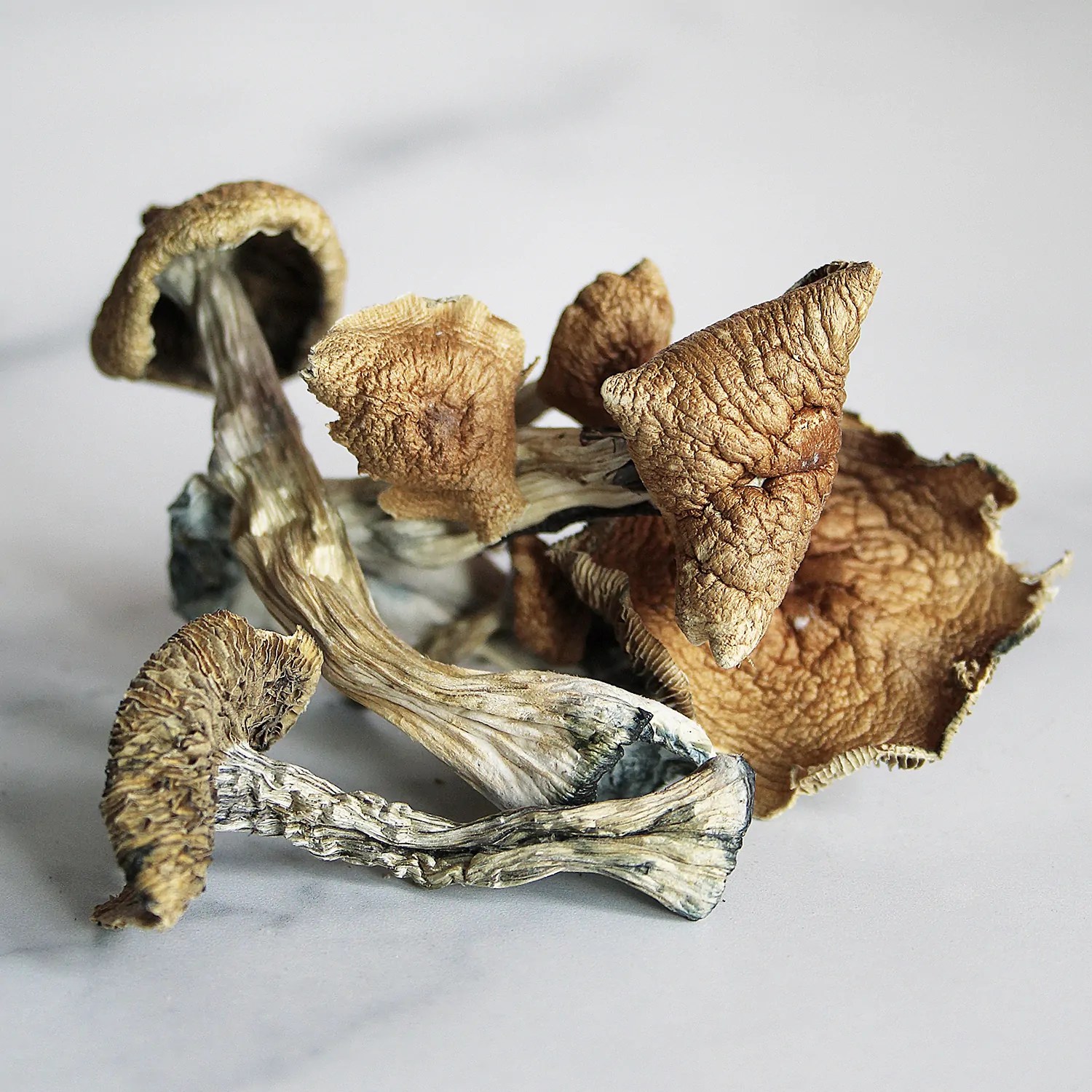 GoldenT1500px-01-Pile.jpg