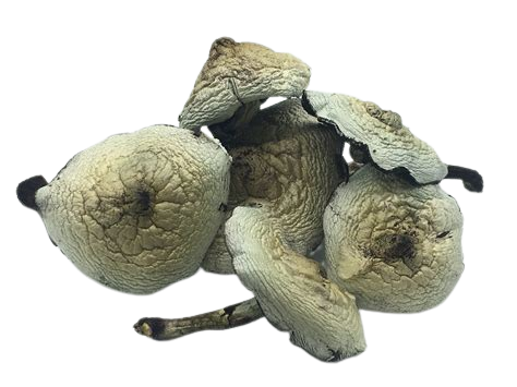 Gulf-Coast-Magic-Mushroom-1.png