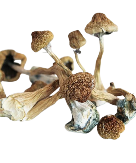 Psilocybe-Azurescens-Magic-Mushroom-1.png