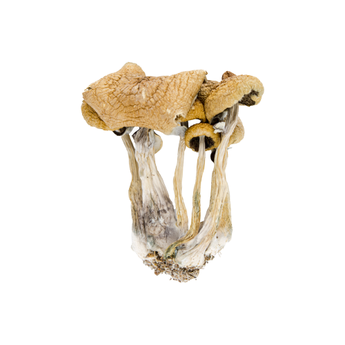 Psilocybe-Baecoystis-Magic-Mushroom-1.png