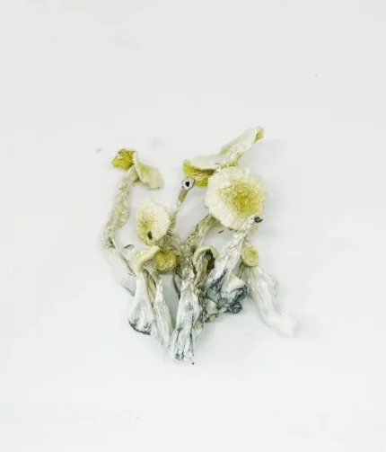 Albino Jedi Mind Fuck